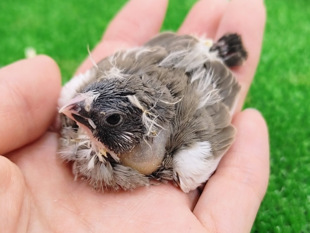 錦花鳥（キンカチョウ）