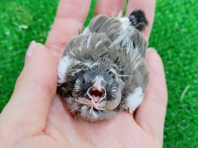 錦花鳥（キンカチョウ）