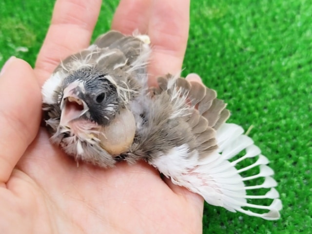 錦花鳥（キンカチョウ）