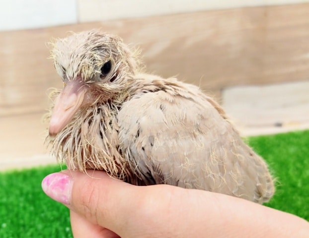 ジュズカケバト