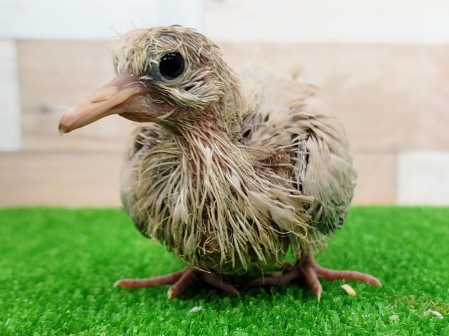 ジュズカケバト