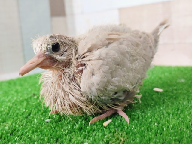 ジュズカケバト