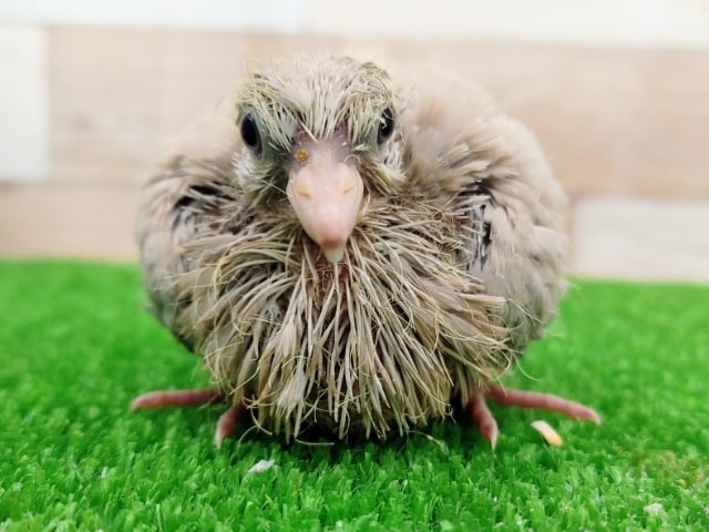 ジュズカケバト