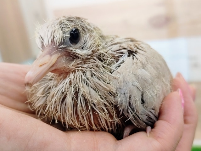 ジュズカケバト