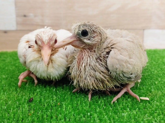 ジュズカケバト