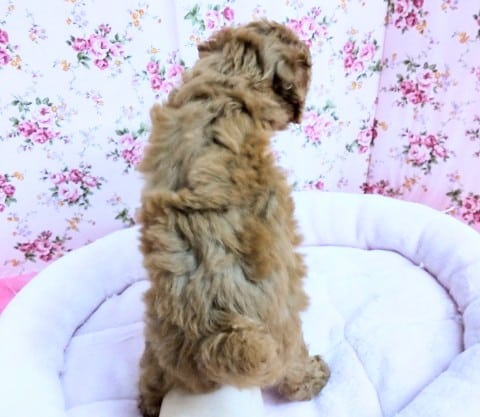 最新画像!トイプードル(レッド)女の子♪ムッチリボディ❤ トイプードル