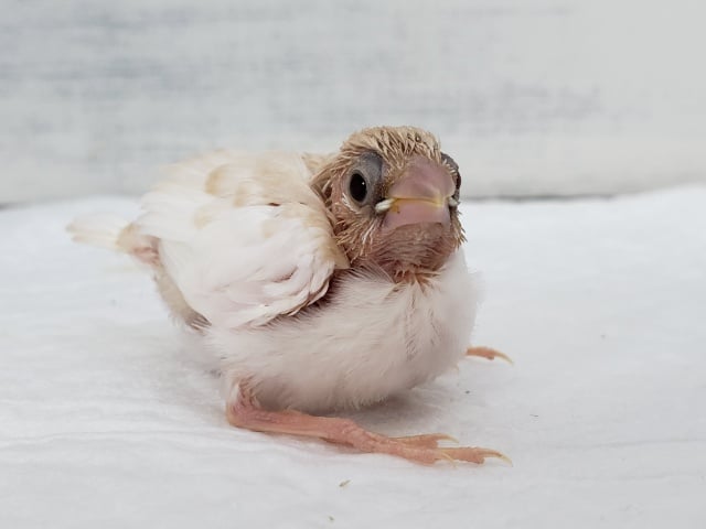 十姉妹（ジュウシマツ）