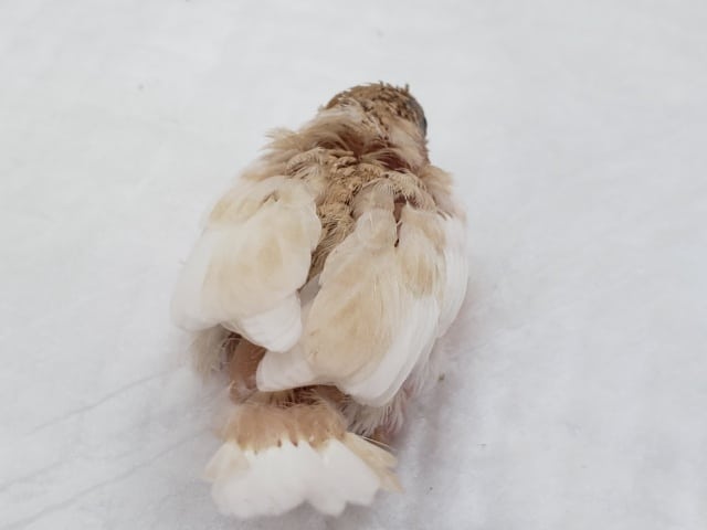 十姉妹（ジュウシマツ）