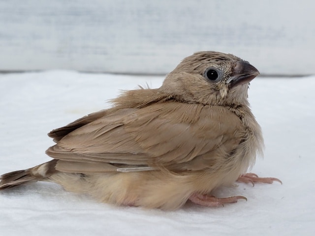 錦花鳥（キンカチョウ）