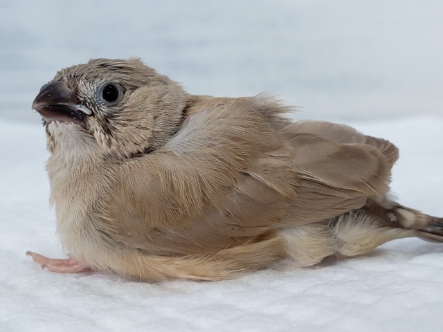 錦花鳥（キンカチョウ）
