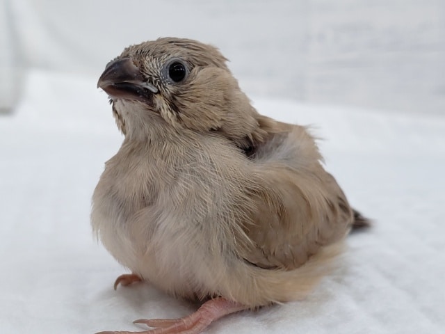 錦花鳥（キンカチョウ）