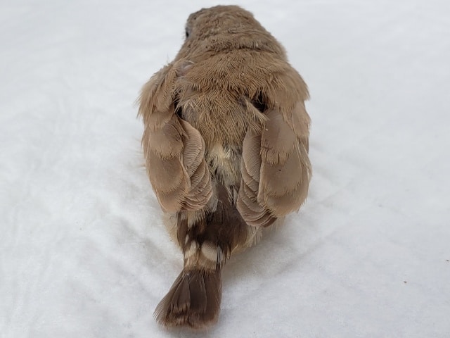 錦花鳥（キンカチョウ）