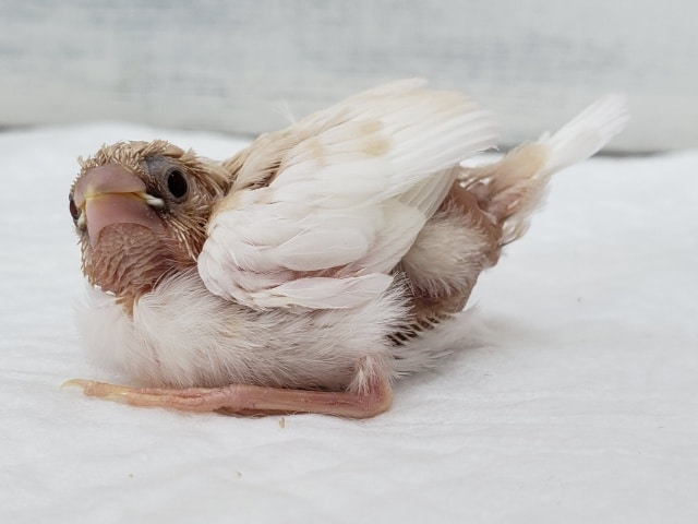 十姉妹（ジュウシマツ）