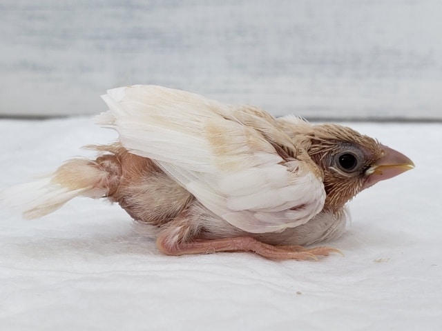 十姉妹（ジュウシマツ）