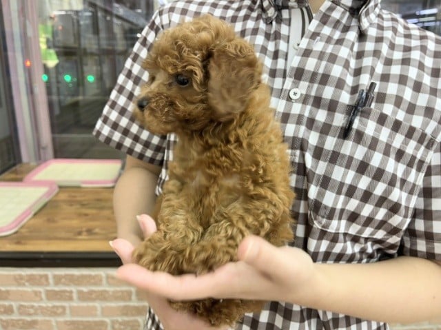 最新画像!トイプードル(レッド)女の子♪ムッチリボディ❤ トイプードル