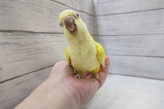 オキナインコ