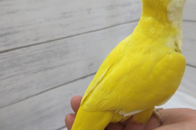 オキナインコ