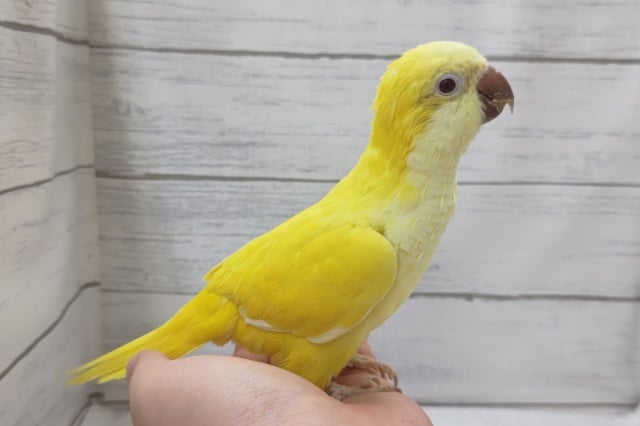 オキナインコ