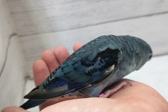 サザナミインコ