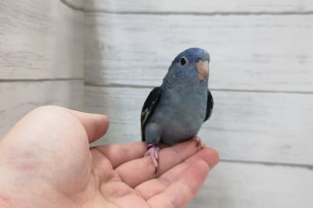 サザナミインコ