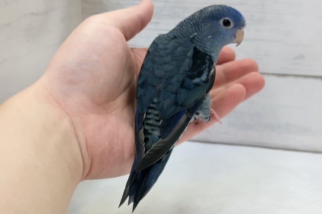 サザナミインコ