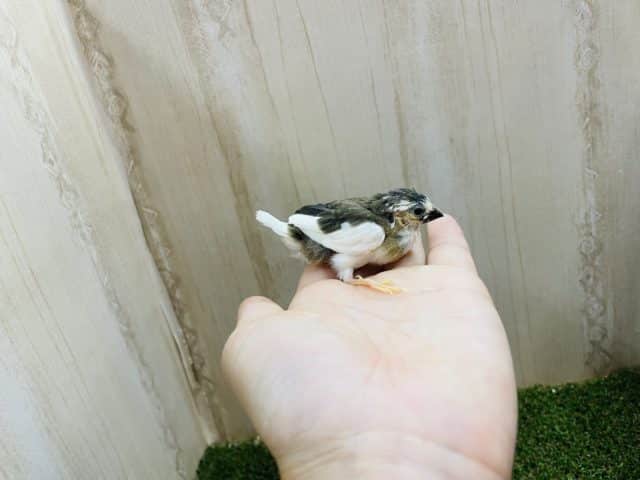 十姉妹（ジュウシマツ）