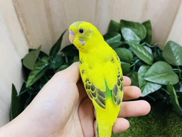 セキセイインコ
