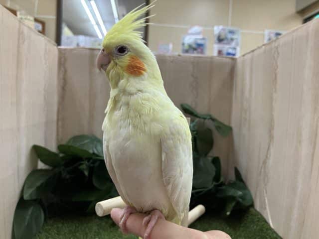 オカメインコ