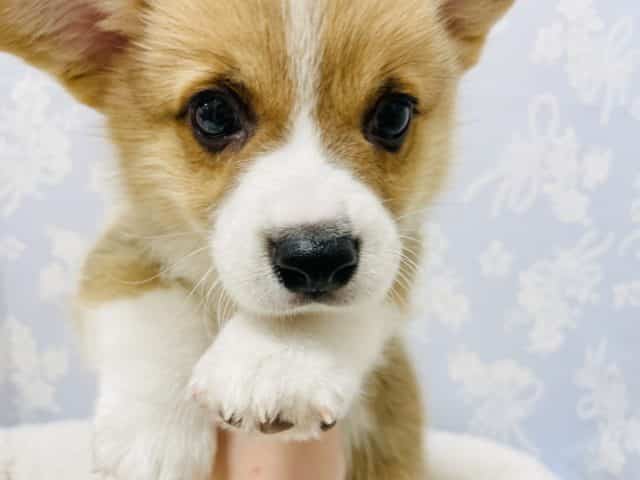 ウェルシュコーギー・ペンブローグ