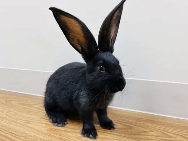 フレミッシュジャイアント