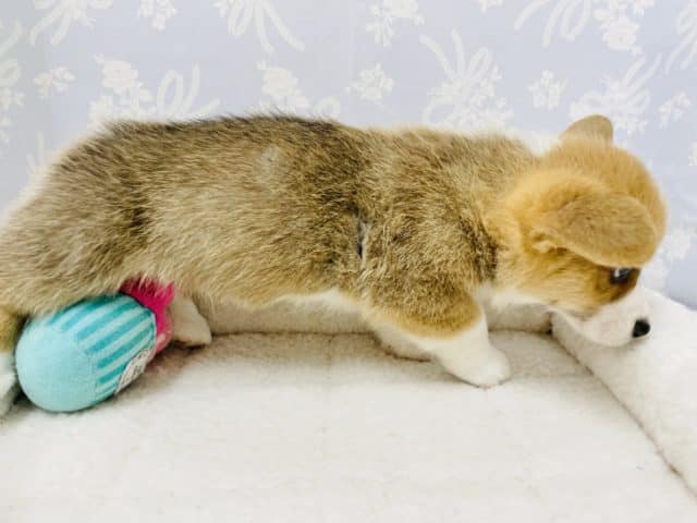 ウェルシュコーギー・ペンブローグ