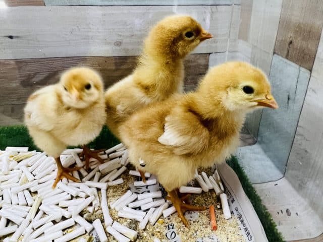 ボリスブラウン