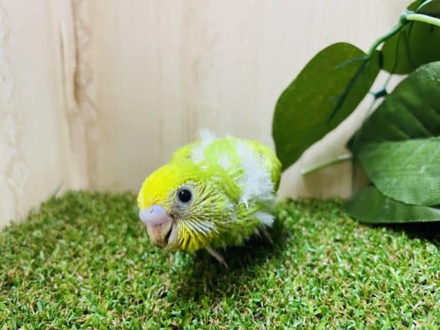 セキセイインコ