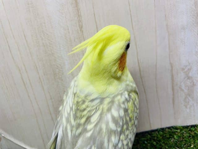 オカメインコ