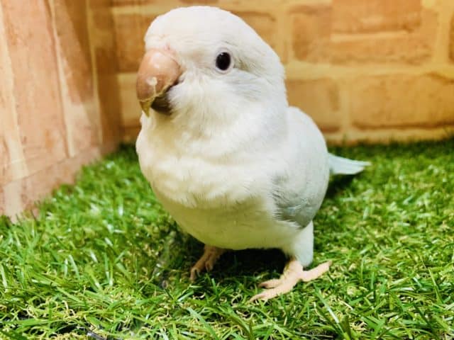 オキナインコ