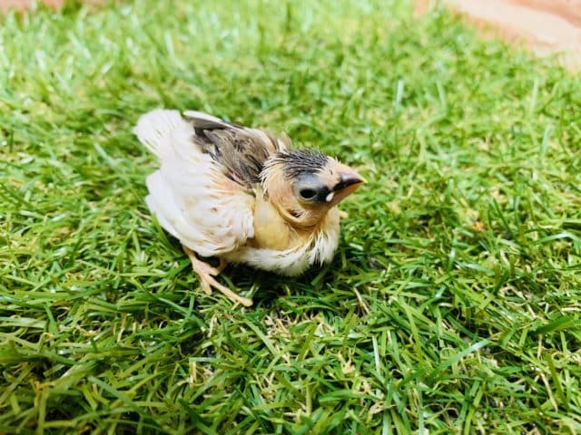 十姉妹（ジュウシマツ）