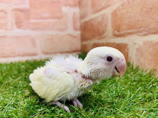 コザクラインコ（小桜インコ）