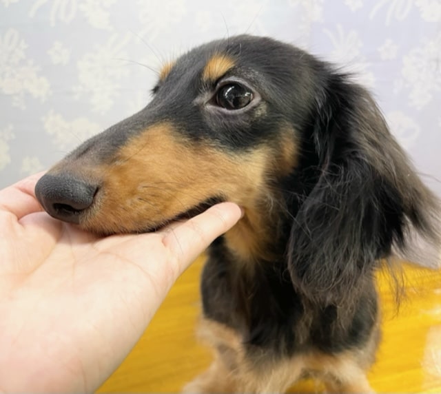 ミニチュアダックス