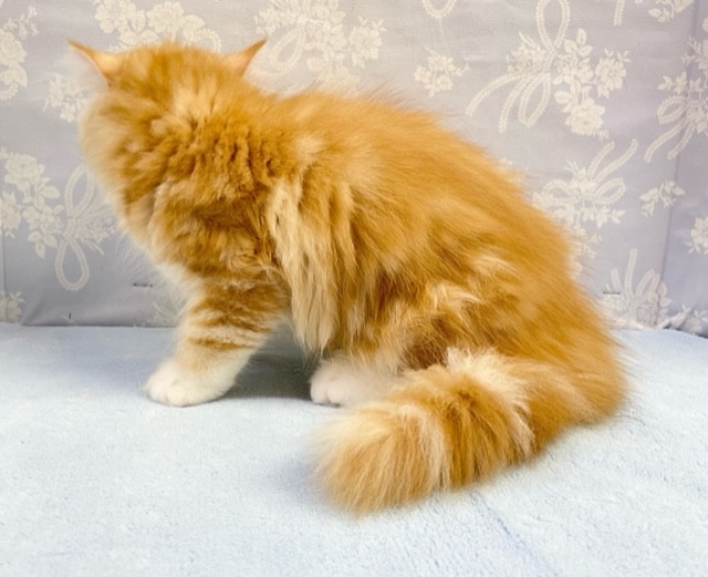 スコティッシュフォールド