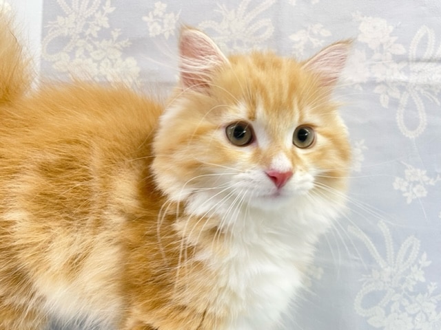 スコティッシュフォールド