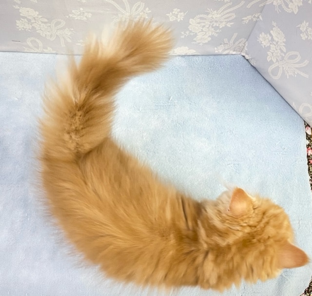 スコティッシュフォールド