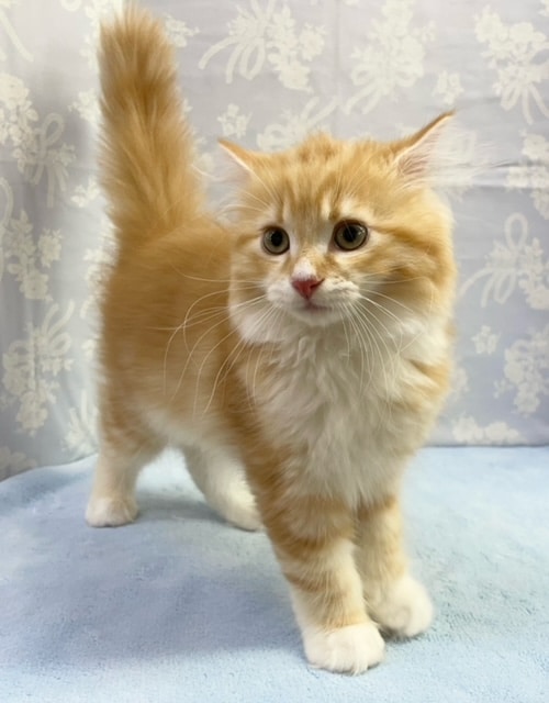 スコティッシュフォールド