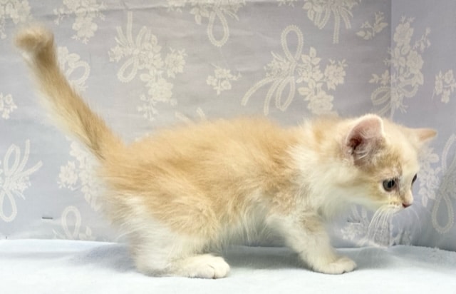 スコティッシュフォールド