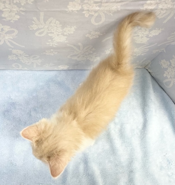 スコティッシュフォールド