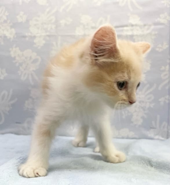 スコティッシュフォールド