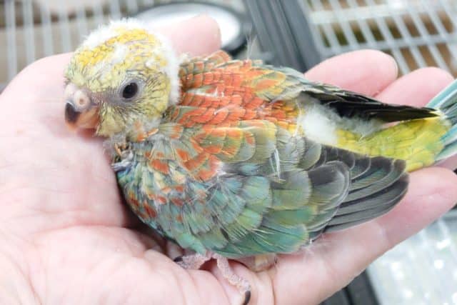 ビセイインコ（美声インコ）