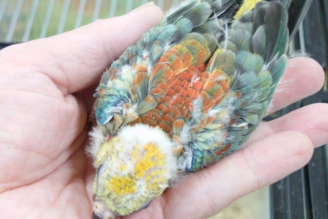 ビセイインコ（美声インコ）