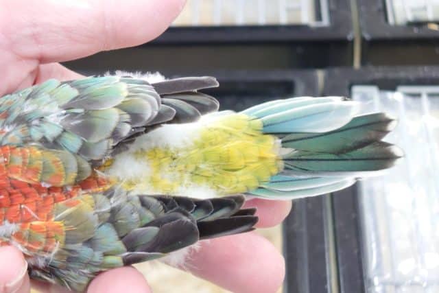 ビセイインコ（美声インコ）