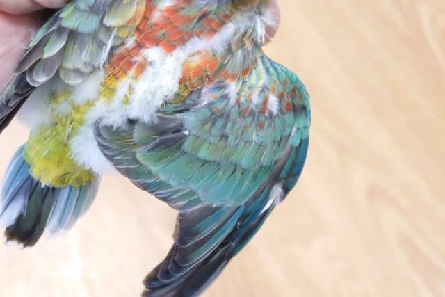 ビセイインコ（美声インコ）