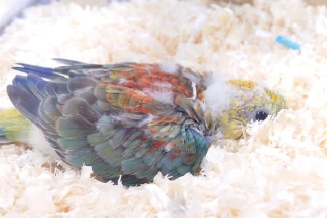 ビセイインコ（美声インコ）